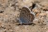 Plebejus sp.